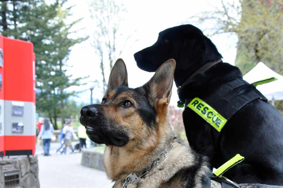 Soccorsi a pagamento nel 2026